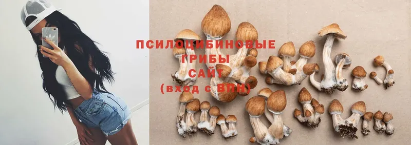 Псилоцибиновые грибы Cubensis  наркота  Добрянка 